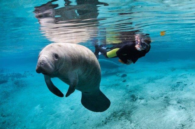 3 Swim with Manatee Diver